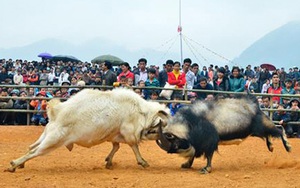 Đầu Xuân Ất Mùi xem hội chọi... dê