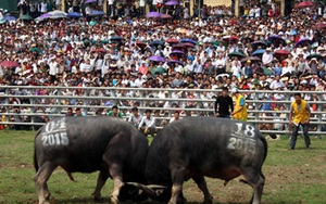 Hội chọi trâu Hàm Yên: Thắng thua đều... mổ thịt