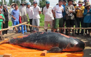 Cá voi dài hơn 2 mét mắc lưới ngư dân