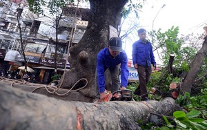Chủ tịch Hà Nội yêu cầu rà soát việc chặt cây xanh trước 'tranh cãi' của dư luận