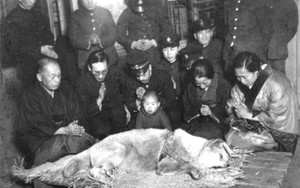 Chú chó huyền thoại Hachiko: Ăn đòn rồi được phong thánh