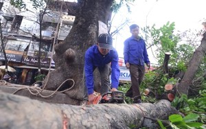 Tiếp bài về thay thế 6.700 cây xanh tại Hà Nội: Hà Nội hợp với... cây gì?