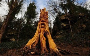 Hãy tạc tượng từ cây xanh bị chặt