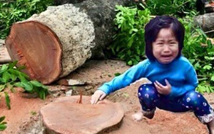 Đổ lỗi cho... cây