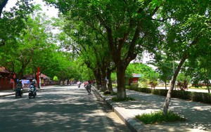 Ông Nguyễn Văn Thành - Chủ tịch UBND TP Huế: 'Tôi chưa bao giờ duyệt chặt 3 cây rưỡi chứ đừng nói 3.500 cây'