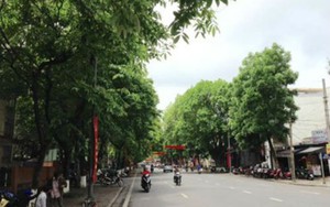 Ông Nguyễn Văn Cẩn - Giám đốc Trung tâm Công viên cây xanh: 'Hồ sơ dự án chỉ để tham khảo nội bộ'