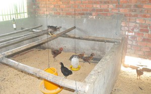 Quảng Nam báo cáo Thủ tướng vụ gà 'chạy' vào nhà cán bộ xã