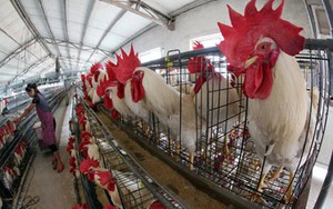 Phát hiện virus cúm gia cầm H7N7 tại Hà Lan