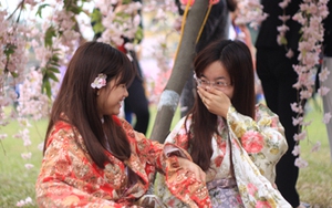 Không bẻ hoa, vặt cành trong ngày khai mạc Lễ hội Hoa Anh đào