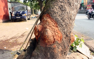 Hà Nội: Kêu gọi người dân tố cáo hành vi xâm hại cây xanh