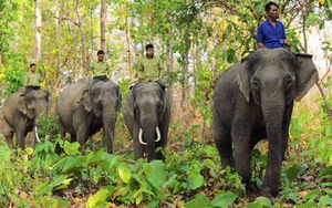 Dự án 85 tỷ, vẫn bất lực nhìn voi chết