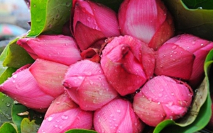 Chuyện Hà Nội: Giữ lại những mùa sen