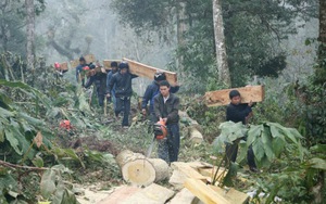 'Khi đàn chim trở về': Làm phim về rừng 'rưng rưng nước mắt'