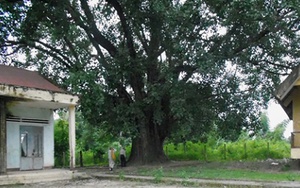 Đắk Lắk: Cây Bồ đề 9 thân, 132 năm tuổi được công nhận là cây Di sản Việt Nam