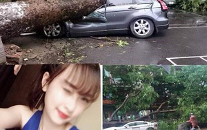 Cây xanh Hà Nội - 'công' và 'tội'?