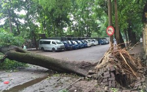 Chuyện Hà Nội: Phản biện từ thiên nhiên