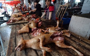 Báo Mỹ săm soi 'lễ hội thịt chó' tai tiếng nhất Trung Quốc
