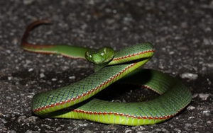 Cảnh báo về mùa rắn lục đuôi đỏ cắn người