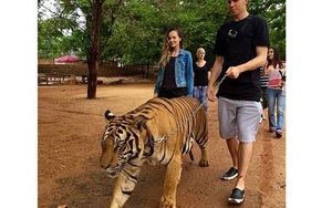 Wojciech Szczesny dắt hổ đi dạo ở Thái Lan
