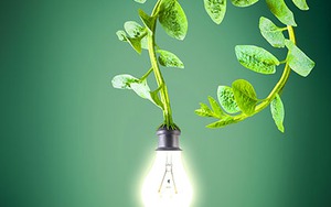 Hà Lan sẽ sản xuất điện từ... cây xanh