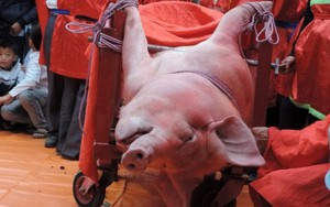 Quản lý tổ chức lễ hội: Chưa tìm ra cách ứng xử với nghi lễ chém lợn