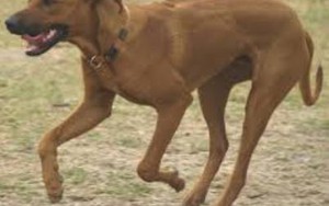 Thư châu Âu: Câu chuyện về một con chó sủa ban đêm