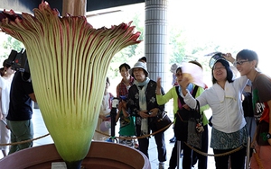 Người Nhật nô nức đi 'ngửi' mùi... thịt thối