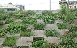 Triền đê ngập tràn rau sạch của người dân Thủ đô