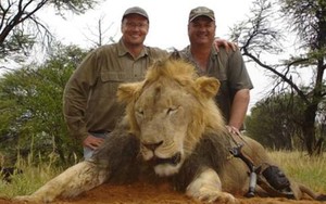 Lộ diện kẻ chặt đầu, lột da 'vua sư tử' Zimbabwe