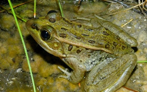 'Dấu hiệu động đất ở Tây Ninh' do nông trường thả... ễnh ương cóc, nhái