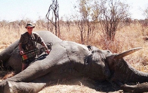 Thêm một bác sĩ Mỹ bị tố giết sư tử bất hợp pháp ở Zimbabwe