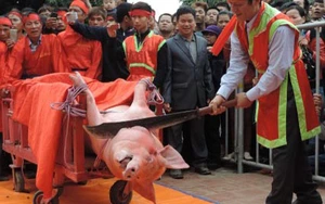 Giết trâu, chém lợn: Nepal gọi, chờ Ném Thượng trả lời!