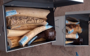 Bắt giữ số lượng ngà voi, sừng tê giác kỷ lục từ châu Phi nhập lậu về Việt Nam?