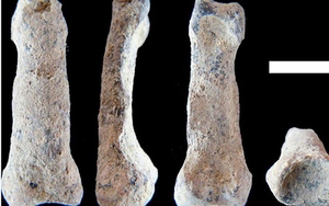 Kinh ngạc mẩu xương ngón tay út bí ẩn có niên đại gần 2 triệu năm