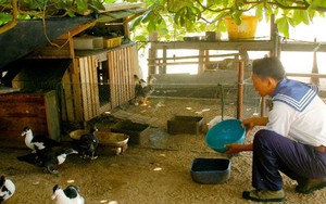 Hỗ trợ huyện đảo Trường Sa 10 tấn thóc để chăn nuôi gia cầm