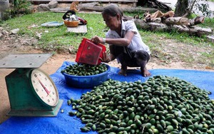 Thương lái ồ ạt thu mua trái cau non tại Tiền Giang