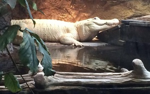 Cá sấu bạch tạng cực hiếm qua đời ở tuổi 28