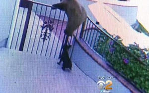 VIDEO: Chú chó nhỏ 'truy sát' cả ba mẹ con gấu hoang để bảo vệ ngôi nhà