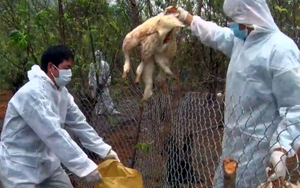 Thái Bình khống chế thành công ổ dịch cúm A/H5N6