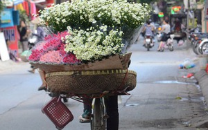 Hà Nội: Dịu dàng mùa cúc họa mi xuống phố