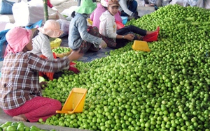 Bác bỏ tin táo Ninh Thuận chỉ 1.000/kg