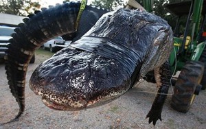 Ăn trộm không thành, còn bị cá sấu 'cướp' mạng sống