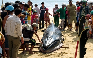 Cá voi dài 6 mét dạt vào bờ biển Phú Yên
