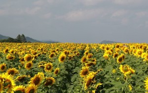 Về xứ Nghệ mùa hoa mặt trời