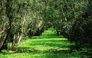 Về Châu Đốc, ăn Tung lò mò