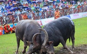 Video du lịch: Đến Đồ Sơn xem chọi trâu