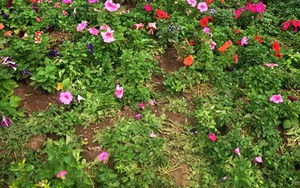 Thư cuối tuần: Đến năm 2050 sẽ hết giẫm đạp hoa ở Việt Nam?