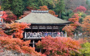 Chùm ảnh du lịch: Cố đô Kyoto vào Thu đẹp không sao tả xiết