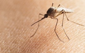 Bộ Y tế khuyến cáo về bệnh do vi rút ZIKA lây truyền qua muỗi Aedes