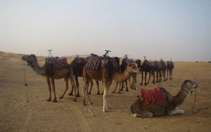 Chùm ảnh du lịch: Cưỡi lạc đà trên sa mạc Sahara